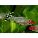 hemigrammus rodostomus 3cm
