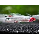 hemigrammus rodostomus brilliant 2.3-2.5cm