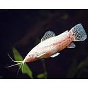 hoplosternum thoracatum albino 4.5-5cm