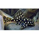 hypancistrus inspector L201 7-8cm