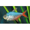 hyphessobrycon columbianus 3-3.5cm