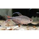 hyphessobrycon filamentosus 2.5-3cm