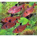 hyphressobrycon callistus serpae 3cm