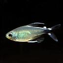 hyphressobrycon elachys 2-2.5cm