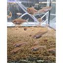 hyphressobrycon herbertaxelrodi albino - neon black albino 2.5-3cm