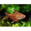 hyphressobrycon ornatus white fin 2.5-3cm