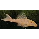 hypostomus plecostomus albino 5-6cm
