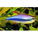 inpaichtys kerri 2.8cm