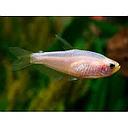 inpaichtys kerri gold 2.8cm