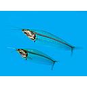 kryptopterus bicirris - glass catfish 4-5cm