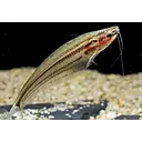 kryptopterus macrocephalus - striped glass catfish 7.5cm
