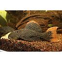 L114 pseudacanthicus leopardus 7-8cm