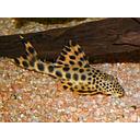 L124 ancistomus sabaji