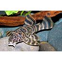 L127 peckoltia lujani 5cm