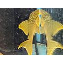 L200 hi fin hemiancistrus subviridis - green pleco 8-10cm