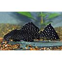 L240 leporacanthicus galaxias  10-12cm fout