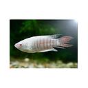 macropodus opercularis albino - paradise fish 4-4.5cm