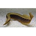 mastacembelus circumcinctus 8-9cm