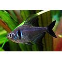 megalomphodus megalopterus 3cm