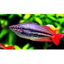 melanotaenia australis 4-5cm