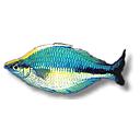 melanotaenia lacustris 4-5cm