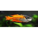 melanotaenia parkinsoni 4-5cm