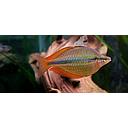 melanotaenia trifasciata 4.5-5cm