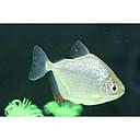 metynnis argenteus (silver dollar) 4-4.5cm