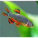 microrasbora galaxy 1.8-2cm