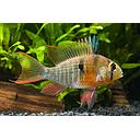 mikrogeophagus altispinosa 4cm