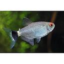 moenkhausia sanctaefilomenae 3cm