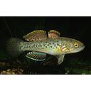 mogurnda mogurnda 6-6.5cm