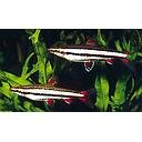 nannostomus unifasciatus 4cm