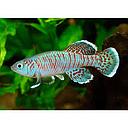 nothobranchius eggersi blue chamakwese 2.5-3.5cm