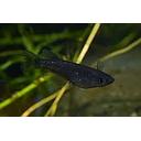 oryzias latipes black 2.5cm