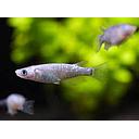 oryzias latipes grey 2.5cm