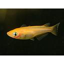 oryzias latipes orange 2.5cm