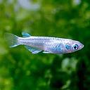 oryzias latipes white 2.5cm