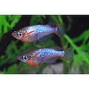 oryzias woworae 2.5cm