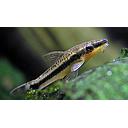 otocinclus affinis 3cm
