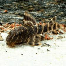 panaque maccus L104 4cm