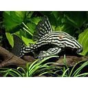 panaque nigrolineatus L190 4-5cm