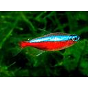 paracheirodon axelrodi cardinalis 3-3.5cm