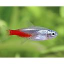 paracheirodon innesi diamond - neon blue diamond 2.5-2.6cm