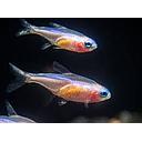 paracheirodon innesi gold - neon blue gold 2.5-2.6cm