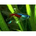 paracheirodon innesi longfin - neon blue longfin 2.2-2.5cm