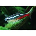 paracheirodon innesi - neon blue 2.5-2.6cm