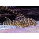 peckoltia l080 2.5cm