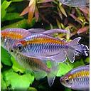 phenacogrammus interruptus 3.5-4cm