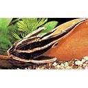 platydoras costatus 3-3.5cm